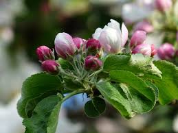 Apple Blossom